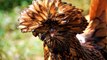 Chicken Breeds You Wont Believe Actually Exist