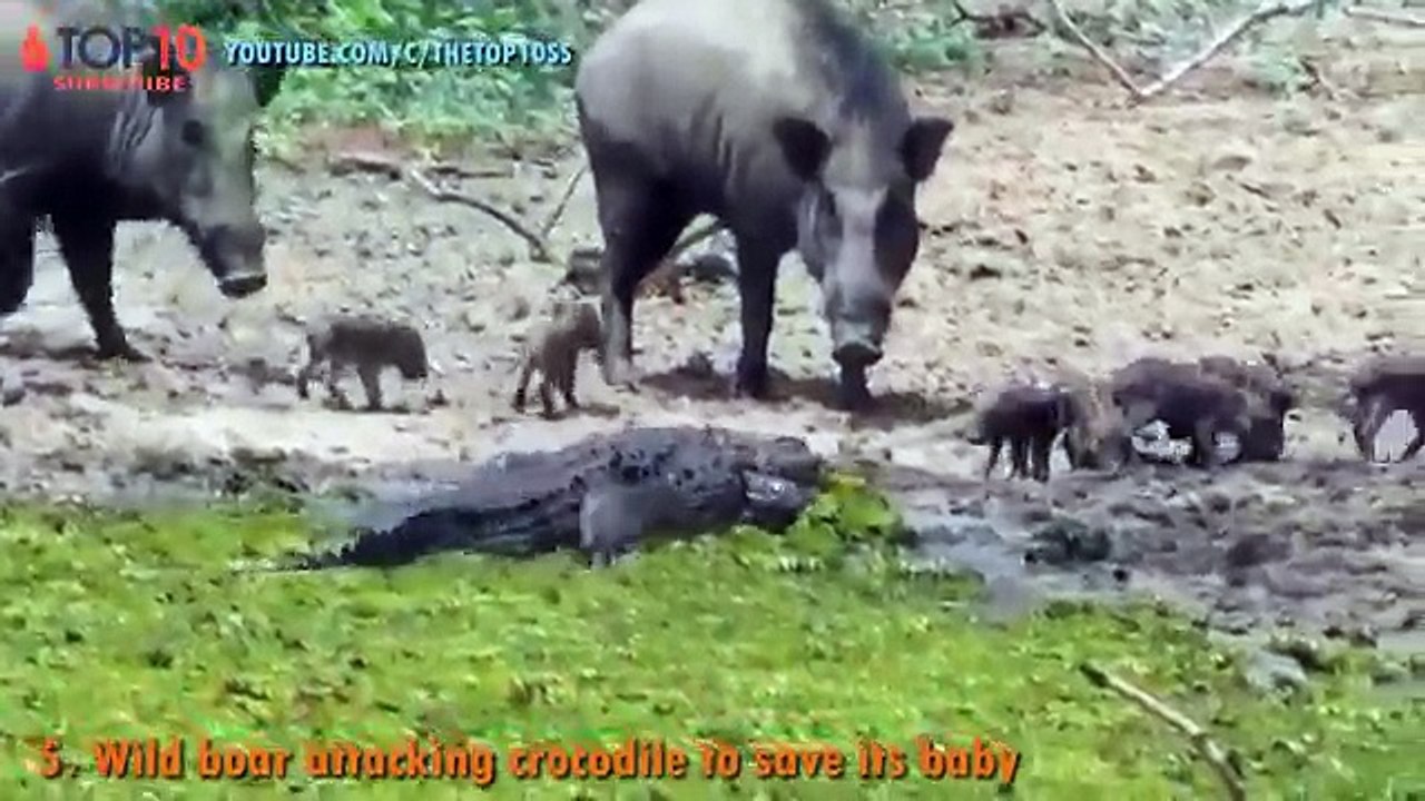 THE TOP 10 || TOP 10 ANIMALS SAVE THEIR CALF || Amazing Animals save calf from other animals