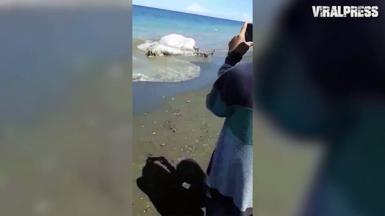 Globster Creature Found On Beach