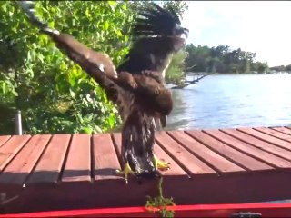 Download Video: Ils sauvent un aigle piégé dans un marais... Beau geste