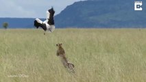 Une cigogne échappe de justesse à un guépard dans la jungle