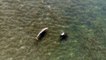 Vue de drone : Un dauphin s'amuse avec une raie manta