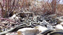 Des milliers de serpents sortent de terre après l'hiver au canada