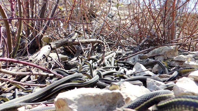 Des milliers de serpents sortent de terre après l'hiver au canada