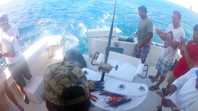 Ces pecheurs vont avoir une visite incroyable sur le bateau... Lion de mer affamé