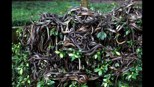 Snake Island, l'Ã®le aux serpents - La plus dangereuse Ã®le du monde