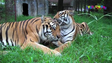 Реакция больших диких кошек на зеркало.