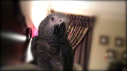 Sound of parrot's beak provides unique ASMR experience