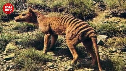 10 Animales Extintos Que Volveran A La Vida