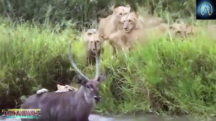 When Prey Fights Back | Most Amazing Animal Attack Fails 2016