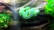 Emerald Tree Boa Care