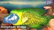 12 STUNNING SEA ANIMALS SURPRISE TOYS 3D PUZZLES for kids - Great White Shark Whale Clownfish