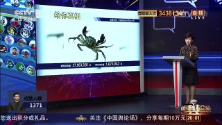 [中国舆论场]螃蟹可人工增重增黄 这是真的吗？ | CCTV-4