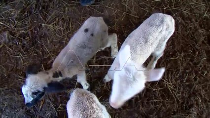 Blegtorët përballen me probleme të mëdha