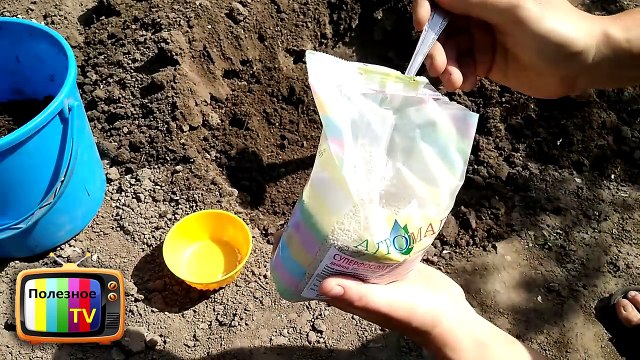 СДЕЛАЙТЕ ТАК ПРИ ПОСАДКЕ ДЫНИ, ОГУРЦОВ И КАБАЧКОВ ПОЛУЧИТЕ БОГАТЫЙ УРОЖАЙ