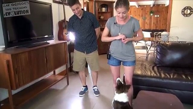 How to Get Your Dog to STOP IGNORING YOU: 2 Unexpected Dog Training Tips