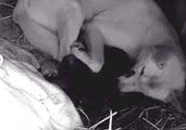 Dingo Pups Born in Time for Mother's Day