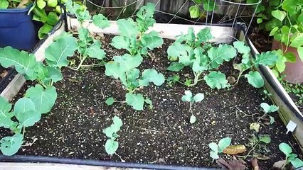 How To Grow Big Broccoli Heads - Growing Gypsy Hybrid Broccoli