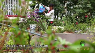 《中华医药》 20160511 洪涛信箱：“灸”出来的健康 | CCTV-4