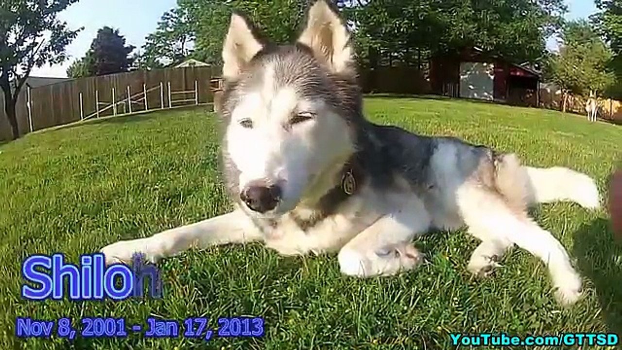 ADOPT ONE OF THESE HUSKIES | Hairy Houdini Siberian Husky Rescue Trip