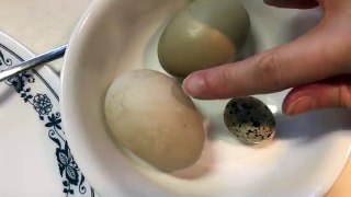 Yummy Eggs! Duck vs Chicken vs Quail