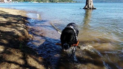 Wet Swingin' Super BIG Dog Jowls in Slo-Mo!