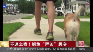[中国新闻]不速之客！鳄鱼“拜访”民宅 | CCTV-4