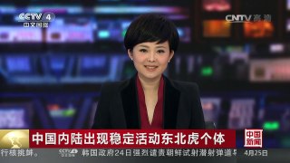 [中国新闻]中国内陆出现稳定活动东北虎个体 | CCTV-4