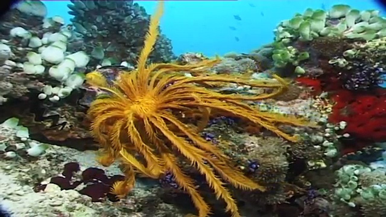 Maldivas: el paraíso del buceo (documental completo)