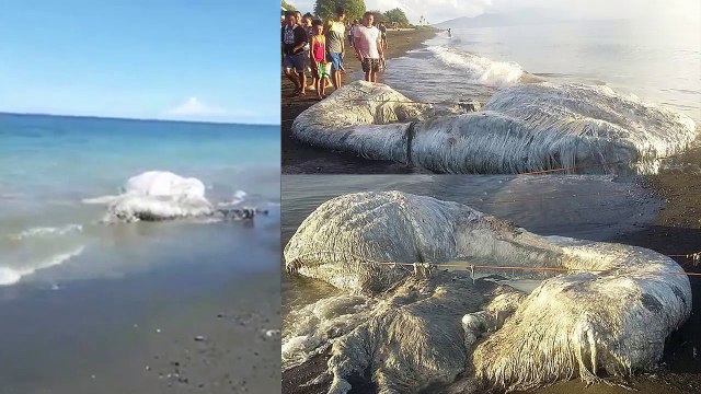 Lại thêm một quái thú khổng lồ dạt vào bờ biển khiến các nhà khoa học không giải thích nổi