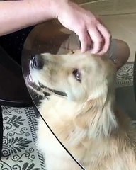 “Stop playing games human and give me the good pets.”