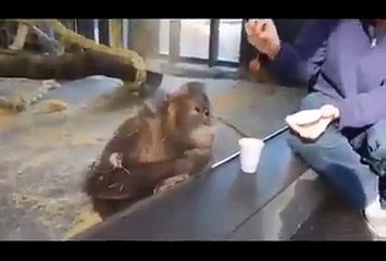 A man show magic to monkey , You will see Priceless reaction of monkey