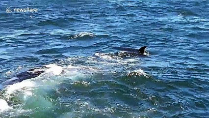 Whale watchers film orcas feasting on grey whale
