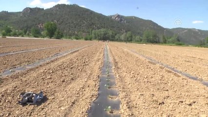 Marmara'nın Karpuzcusu"Nda Dikim İmeceyle Yapılıyor