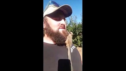 Bird mistakes man's beard for new nest