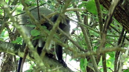 Peekaboo! Rare monkey fascinated by cameraman