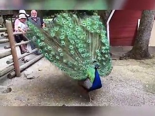 Breath taking moment when a peacock demonstrates its impressive span