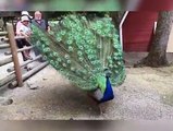 Breath taking moment when a peacock demonstrates its impressive span