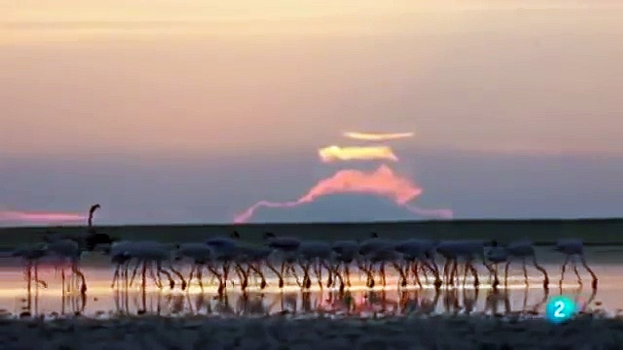 El mundo Animal Documental - VIDA SALVAJE : CEBRAS