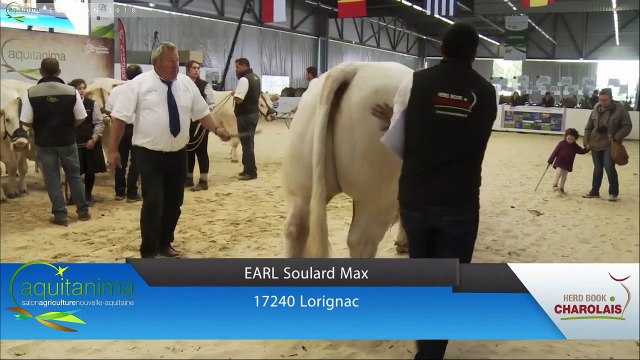 Aquitanima 2018 - Présentation des races bovines #4 - Charolaise