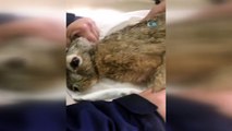 Yaralı yavru kurt ve tavşan tedavi altına alındı