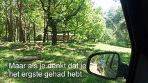 Des touristes français sortent de leur voiture pendant un safari parc Pays-Bas