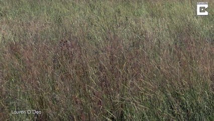 Cigogne vs Léopard