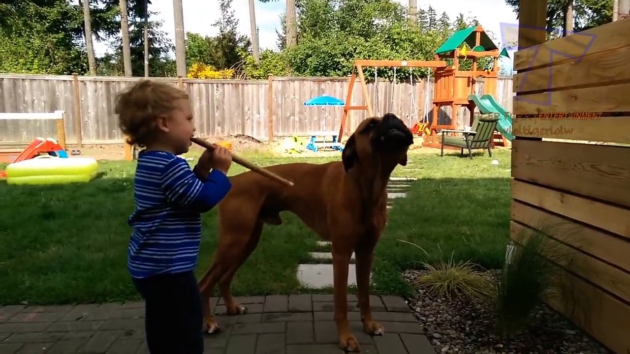FUN CHALLENGE Try NOT to laugh - Funny  cute dogs and kids