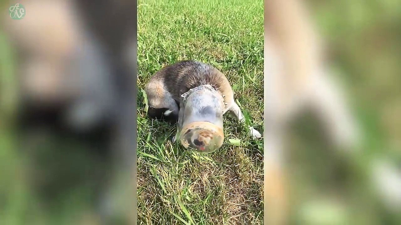 Try Not To Laugh Challenge Funny Dogs Compilation - Funniest Dog Videos 2017