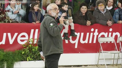 Aquitanima 2018 - Présentation des races bovines #2 - Jersiaise