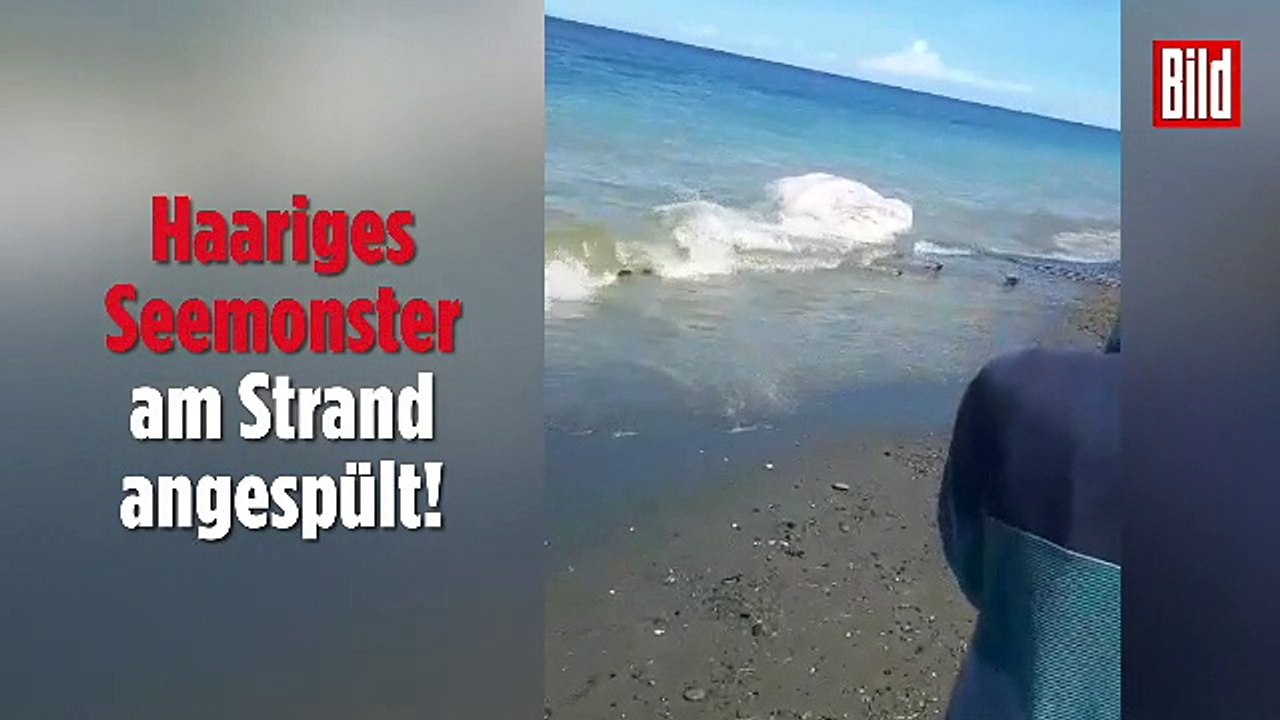 An philippinischer Küste gestrandet - Rätsel um Seemonster