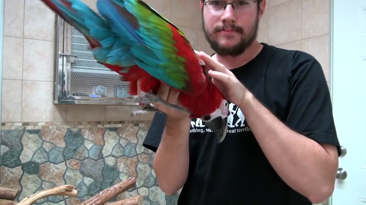Green-Winged Macaw