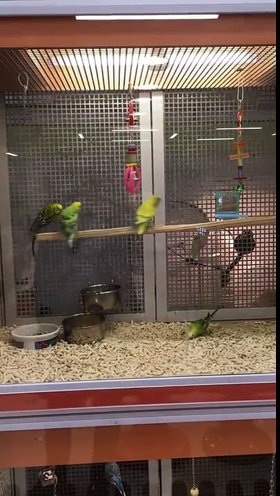 Des perruches font de la balançoire