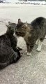 Comment séparer deux chats qui se battent